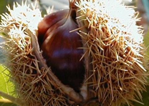 Leitor fala de preferências, critica Portal do Holanda e faz um desabafo: "eu gosto é de sexo"