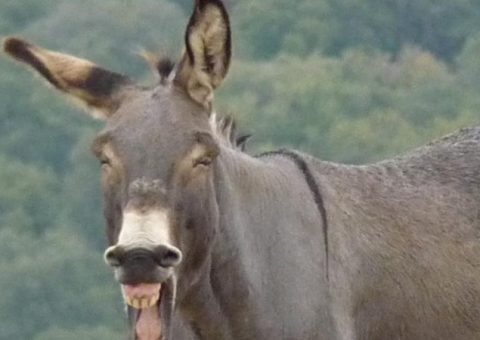 A inteligência humana segundo o Yahoo Respostas