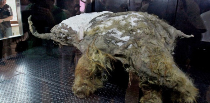 Fóssil de mamute mais bem preservado já encontrado está em exposição